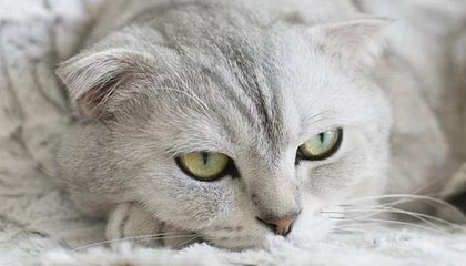 爱游戏体育-韩国星际争霸赛季冠军争夺激烈，星际争霸比赛全是韩国人夺冠