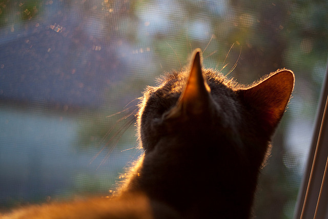 体育新闻中心伤退背后真相，体育新闻(全程回放)