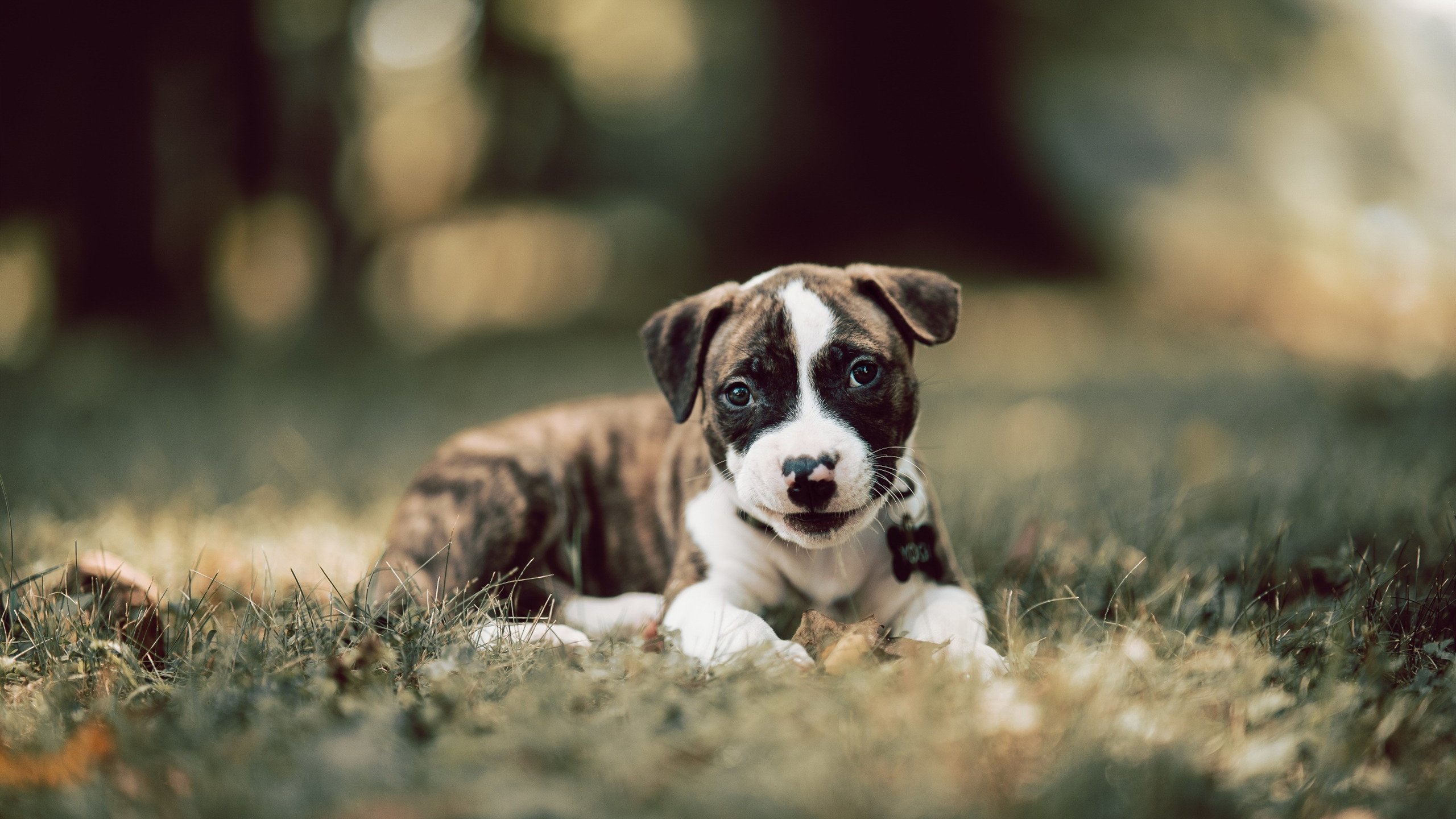 AIYOUXI.COM-普里戈达：50蛙节奏控制堪称典范