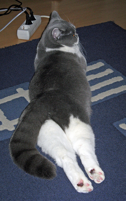 欧洲杯战术变革：致胜诀窍由阵型决定，欧洲杯比赛的