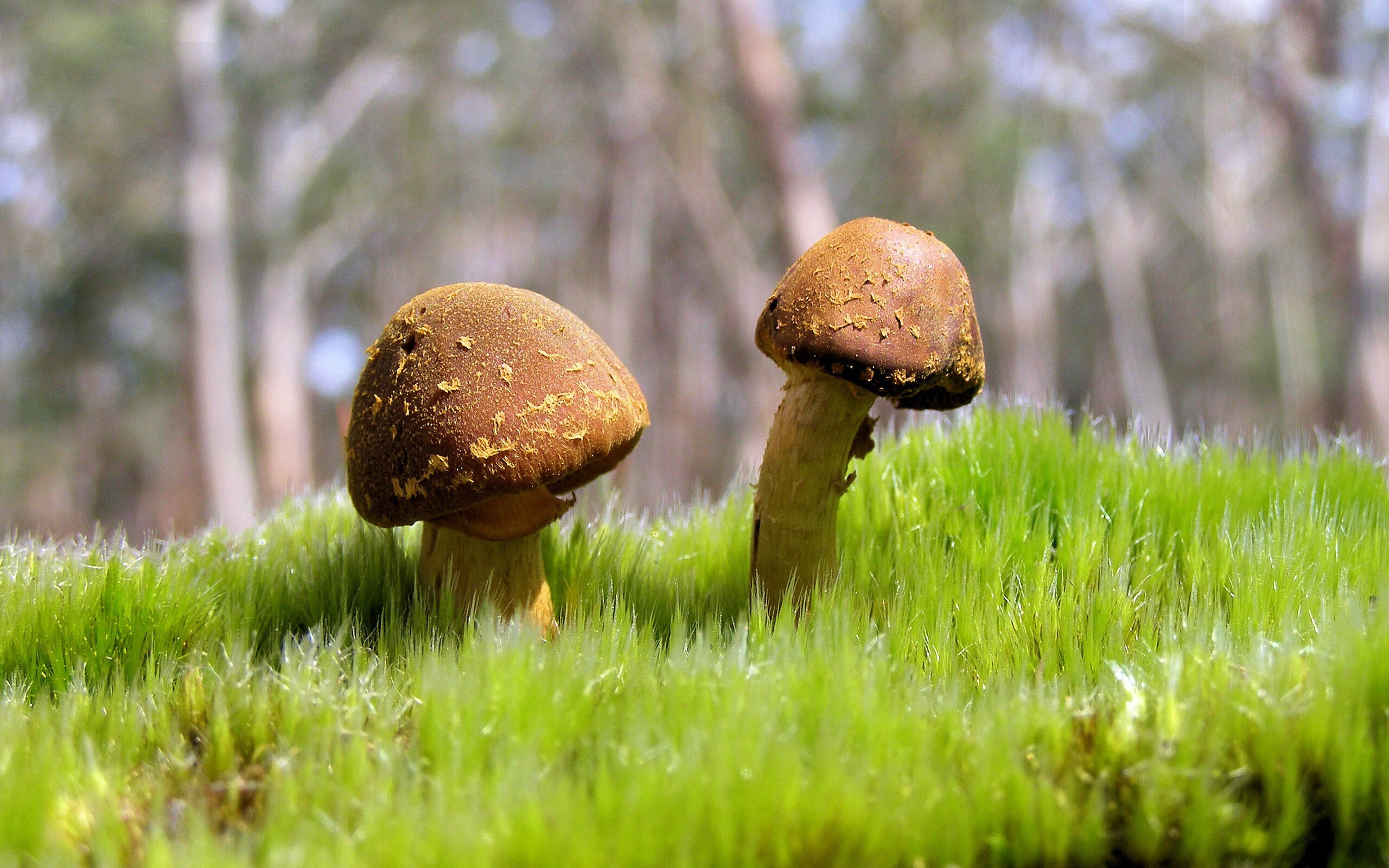 福特：凭借冷静的场上处理球，成为全黑队的节奏控制者，福特qos