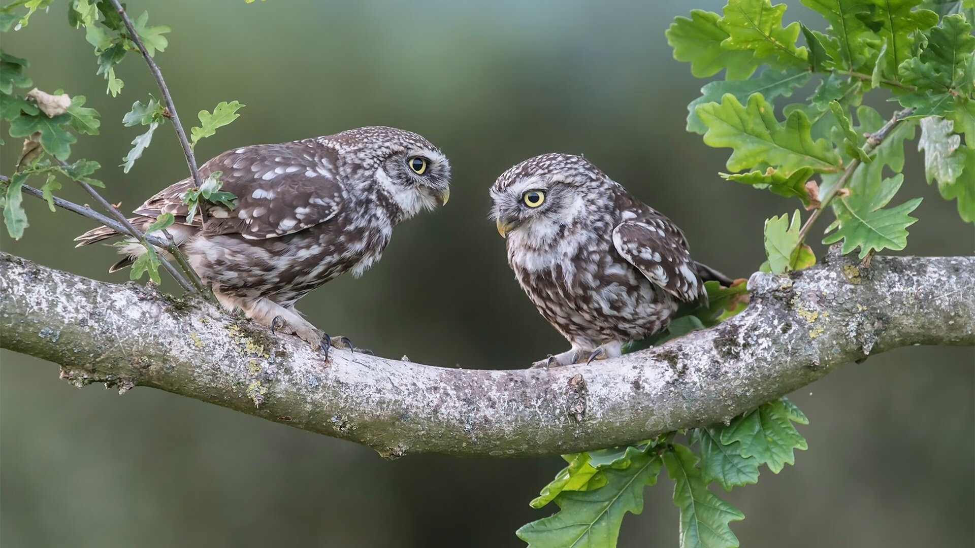 爱游戏在线登录入口-英国男泳队自由泳出发速度领先，英国自由泳接力
