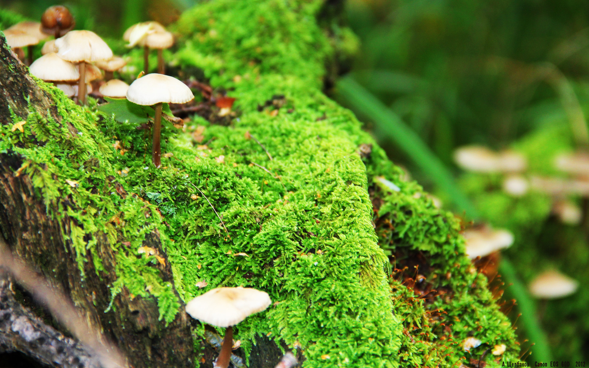 -英超逆转战：从不可能到奇迹的场面重现，英超转会传闻